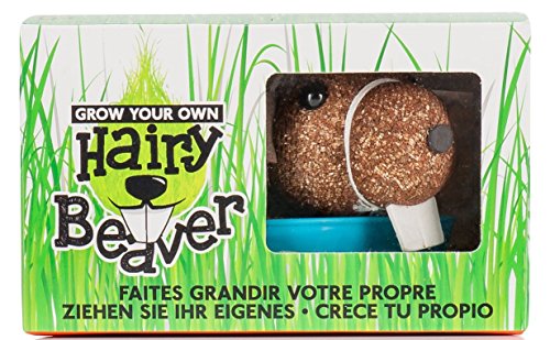 crecer su propio Hairy Beaver